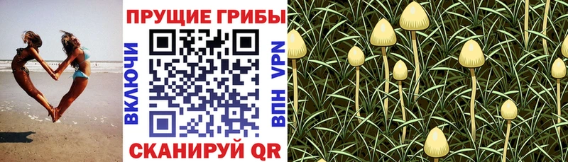 дарнет шоп  Мурманск  omg ONION  Галлюциногенные грибы Cubensis 